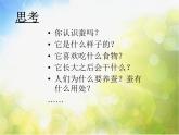 苏教小学科学四下《2.1.我们来养蚕》PPT课件(7)