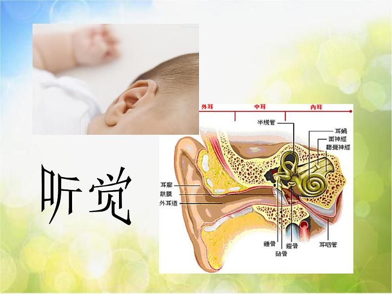 苏教小学科学五下《5.3.感觉》PPT课件(2)05