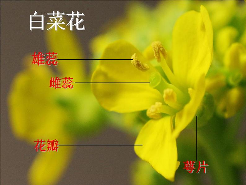 粤教版小学五年级科学上册《花里的“育婴房”》课件(1)第6页