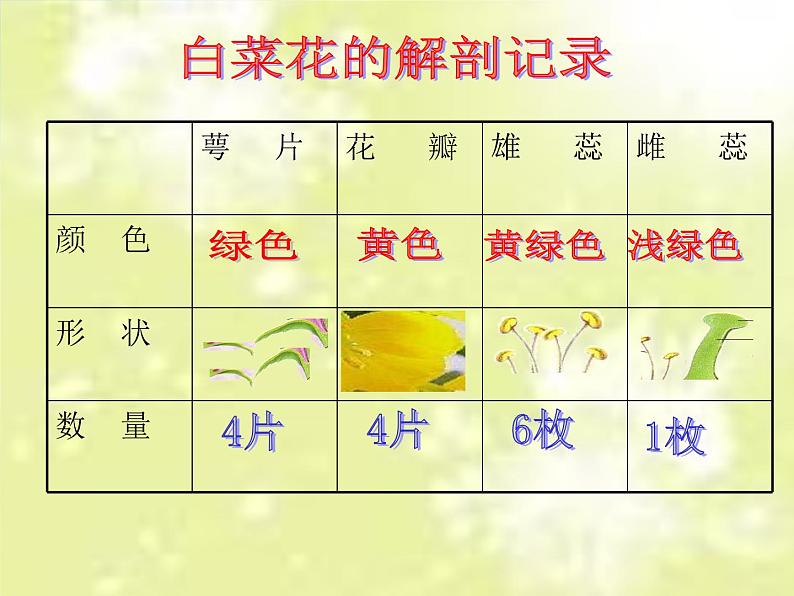 粤教版小学五年级科学上册《花里的“育婴房”》课件(1)第7页