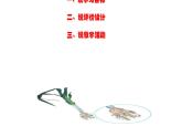 《植物的根》课件PPT