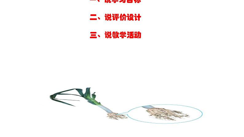 《植物的根》课件PPT02