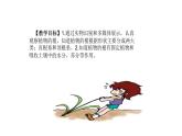 《植物的根》课件PPT