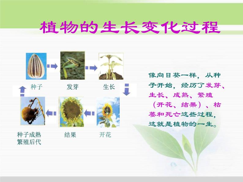 人教版小学科学三年级下册1.1观察春天的植物PPT课件05