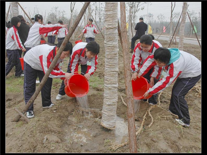 人教版小学科学三年级下册2.4是什么在影响植物生长PPT课件第5页