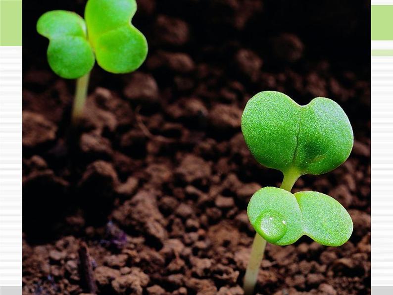 人教版小学科学三年级下册4.1植物和我们的生活PPT课件第3页