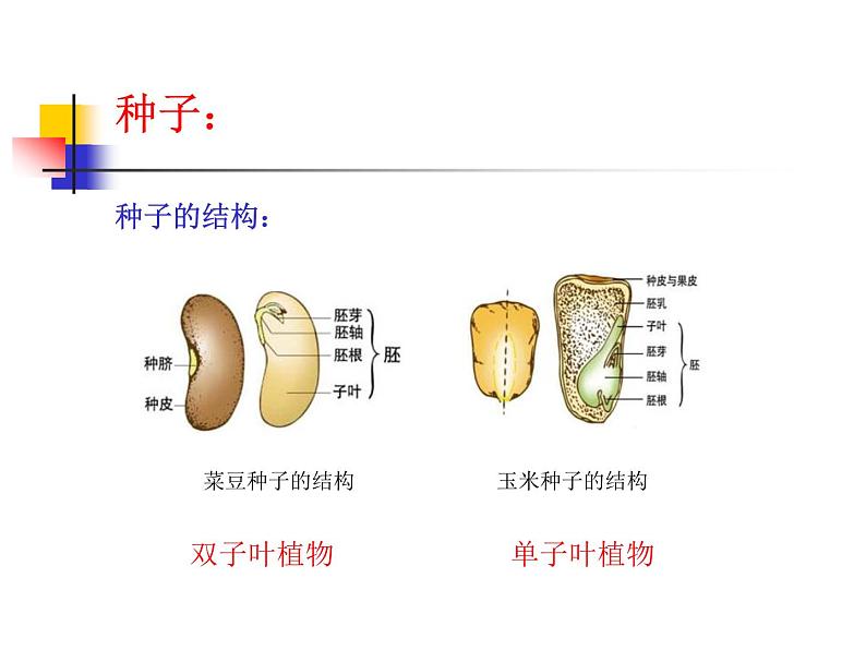 2020小学五年级下册科学课件-《植物的生长变化》1人教版(18张)ppt课件第3页