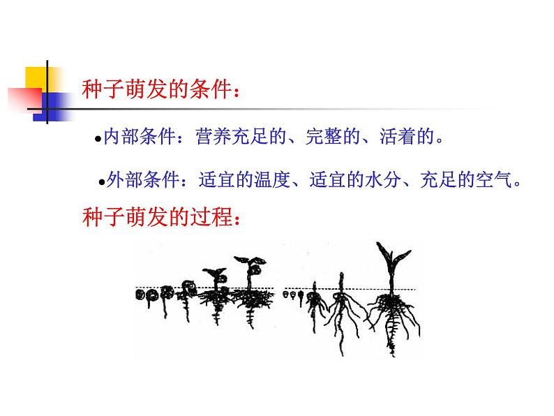 2020小学五年级下册科学课件-《植物的生长变化》1人教版(18张)ppt课件第4页