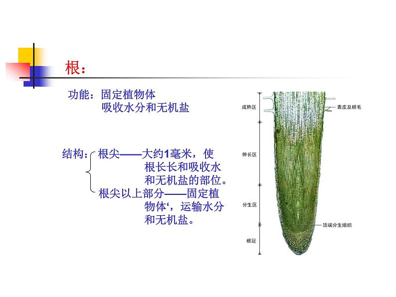 2020小学五年级下册科学课件-《植物的生长变化》1人教版(18张)ppt课件第5页