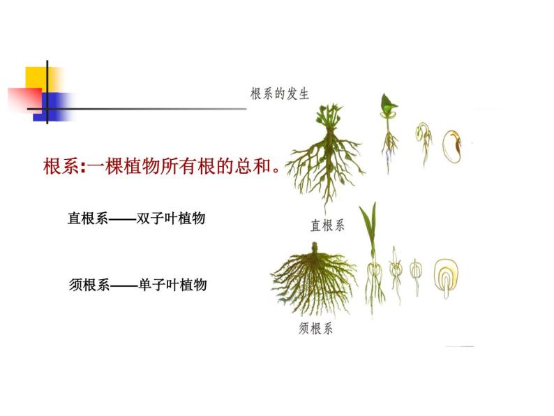2020小学五年级下册科学课件-《植物的生长变化》1人教版(18张)ppt课件06