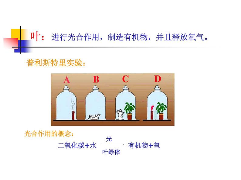 2020小学五年级下册科学课件-《植物的生长变化》1人教版(18张)ppt课件第8页