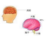 2020小学五年级下册科学课件5.1大脑苏教版(20张)ppt课件