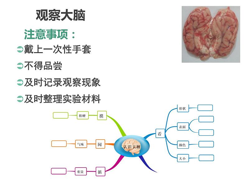 2020小学五年级下册科学课件5.1大脑苏教版(20张)ppt课件08