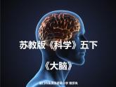 2020小学五年级下册科学课件5.1大脑苏教版(17张)ppt课件