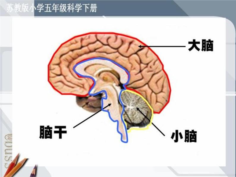 2020小学五年级下册科学课件5.1大脑苏教版(17张)ppt课件03