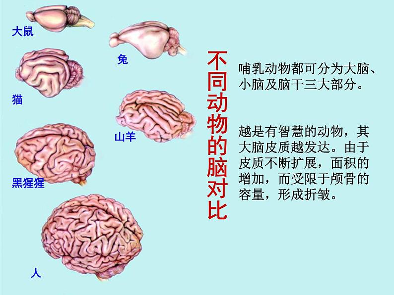 2020小学五年级下册科学课件5.1大脑苏教版(17张)ppt课件04