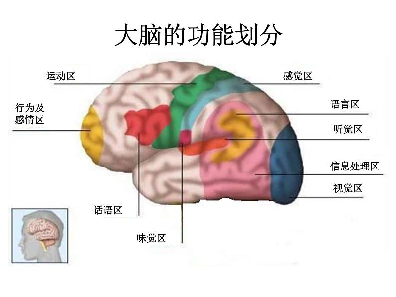 2020小学五年级下册科学课件5.1大脑苏教版(17张)ppt课件07