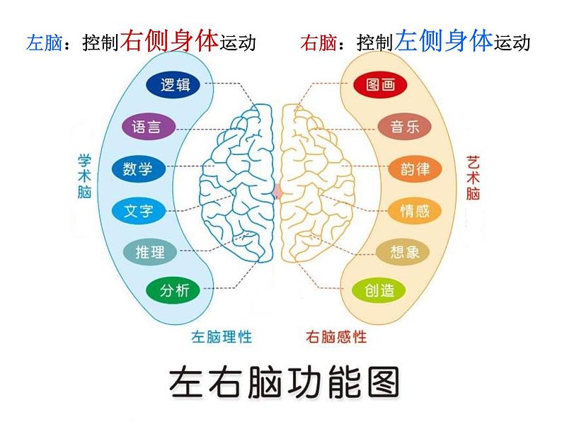 2020小学五年级下册科学课件5.1大脑苏教版(17张)ppt课件08