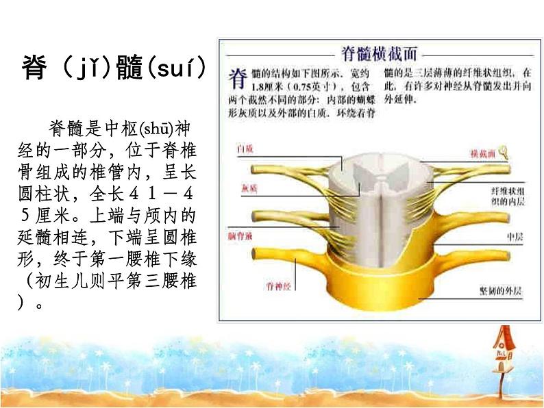 2020小学五年级下册科学课件5.2神经苏教版(14张)ppt课件07