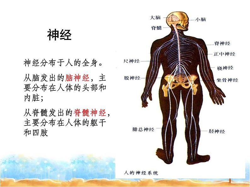 2020小学五年级下册科学课件5.2神经苏教版(14张)ppt课件08