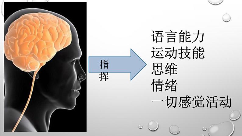 2020小学五年级下册科学课件5.2神经苏教版(9张)ppt课件第2页