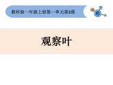 2020小學(xué)一年級(jí)上冊(cè)科學(xué)課件-1.3觀察葉∣教科版(23張)ppt課件