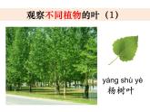 2020小學(xué)一年級(jí)上冊(cè)科學(xué)課件-1.3觀察葉∣教科版(23張)ppt課件