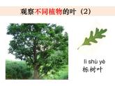 2020小學(xué)一年級(jí)上冊(cè)科學(xué)課件-1.3觀察葉∣教科版(23張)ppt課件