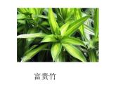 2020小学一年级上册科学课件1.1《我们知道的植物》教科版(11张)ppt课件(1)