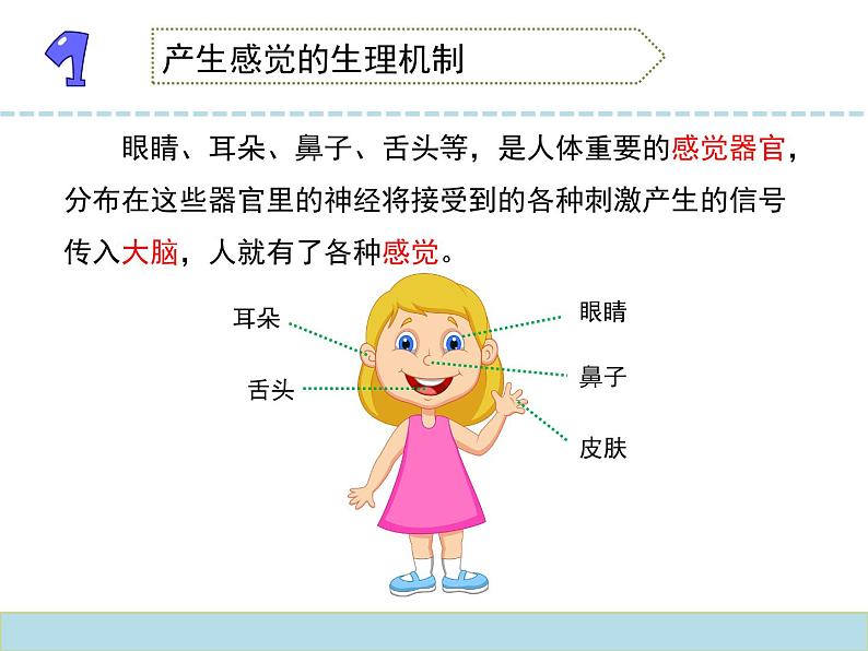 2020小学五年级下册科学课件5.3感觉苏教版(14张)ppt课件04