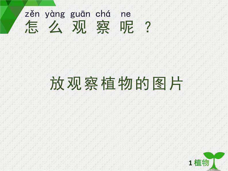 2020小学一年级上册科学课件-1.2观察一棵植物4教科版(7张)ppt课件第3页