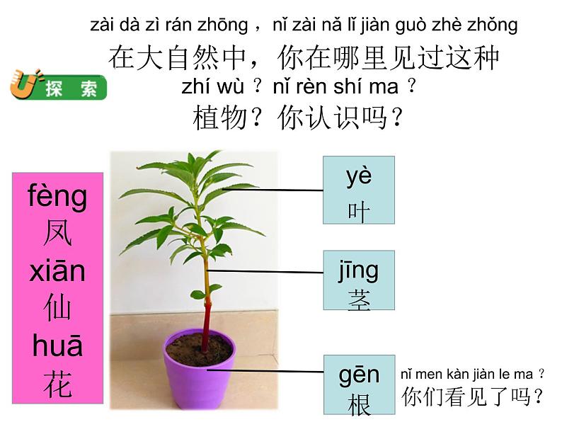 2020小学一年级上册科学课件-1.2观察一棵植物教科版(10张)ppt课件06