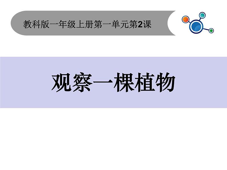 2020小学一年级上册科学课件-1.2观察一棵植物∣教科版(17张)ppt课件02