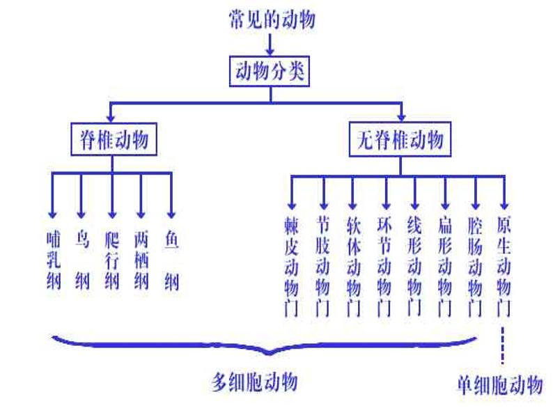 2020小学一年级下册科学课件-第10课《形形色色的动物》苏教版(21张)ppt课件第8页