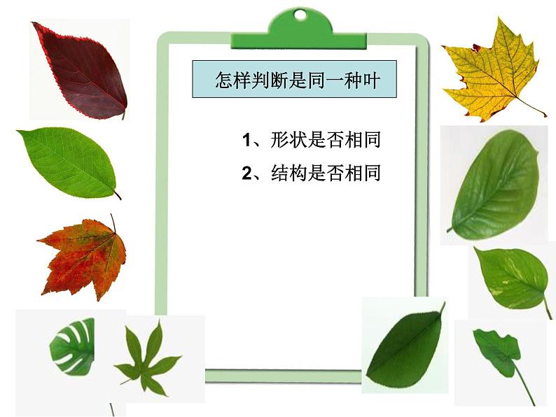 2020小学浙教版科学三年级上册：1.5植物的叶1课件(17张)ppt课件08