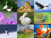 2020小学一年级下册科学课件《10形形色色的动物》苏教版(20张)ppt课件