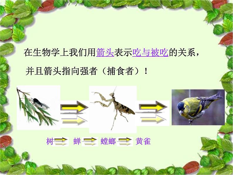 小学六年级上册科学-5.23密切联系的生物界青岛版(29张)ppt课件05