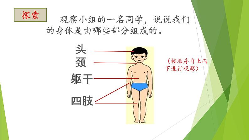 小学二年级下册科学课件1.《观察我们的身体》教科版(13张)ppt课件第5页