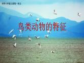 小学六年级上册科学课件-3鸟类动物的特征-冀人版(13张)ppt课件