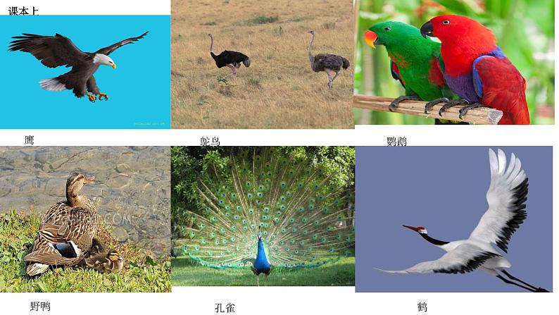 小学六年级上册科学课件-3鸟类动物的特征-冀人版(13张)ppt课件06