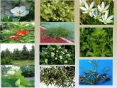 小学六年级上册科学-4.3多种多样的植物-教科版(11张)ppt课件