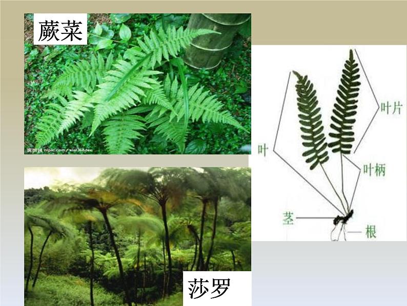 小学六年级上册科学-4.3多种多样的植物-教科版(11张)ppt课件第7页