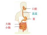 小学六年级上册科学-2.2食物在人体内的旅行人教版(11张)ppt课件