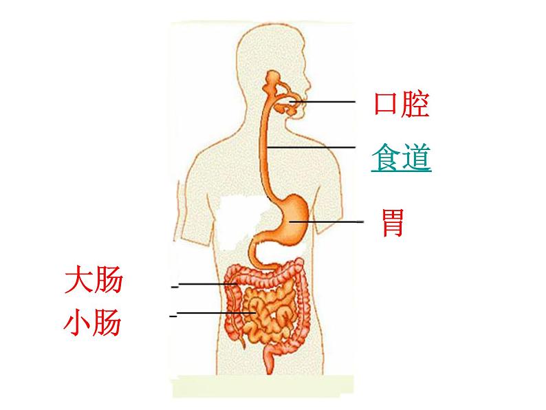 小学六年级上册科学-2.2食物在人体内的旅行人教版(11张)ppt课件05