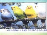 小学六年级下册科学-2.2生物的变异现象-苏教版(17张)ppt课件