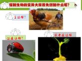 小学六年级下册科学--2.2-生物的变异现象-苏教版-(10张)ppt课件