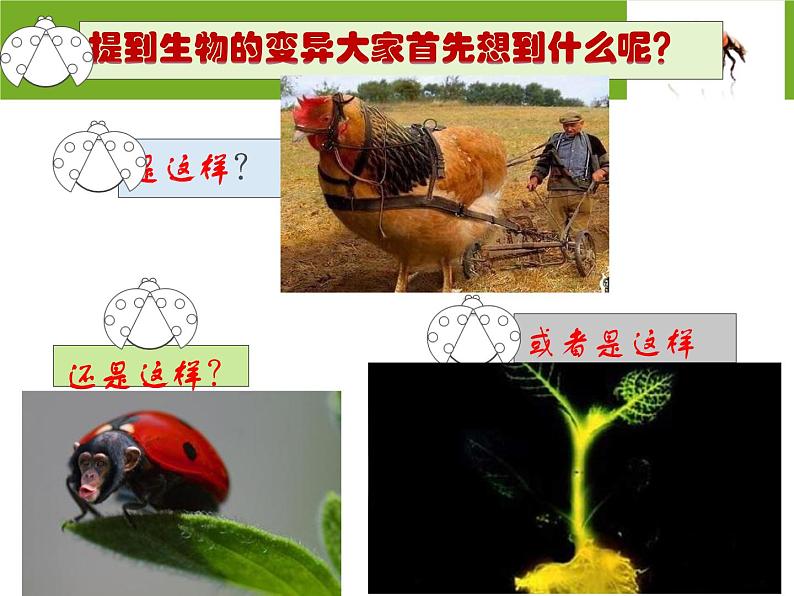 小学六年级下册科学--2.2-生物的变异现象-苏教版-(10张)ppt课件第2页