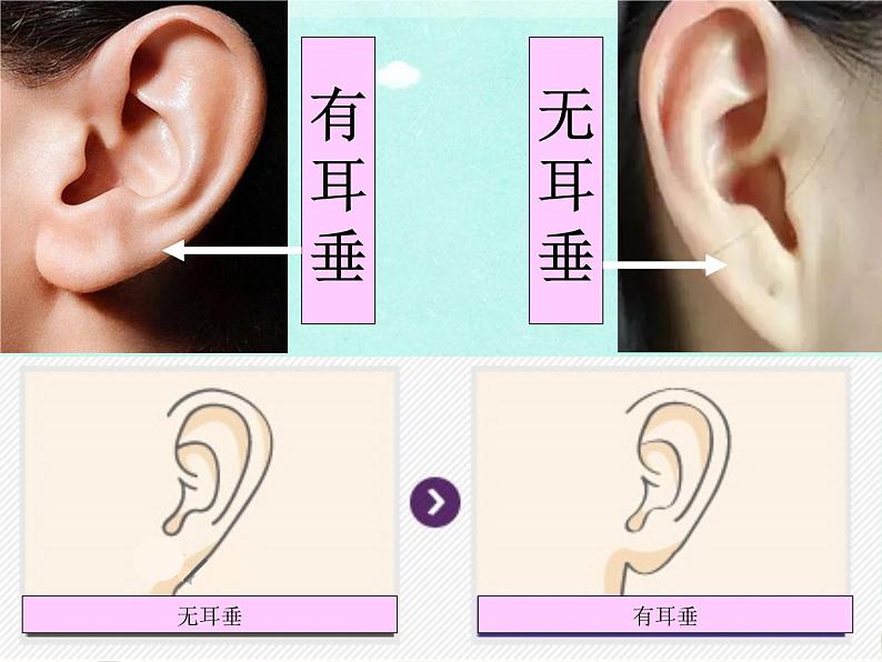 小学六年级下册科学-2.2生物的变异现象-苏教版(20张)ppt课件第3页