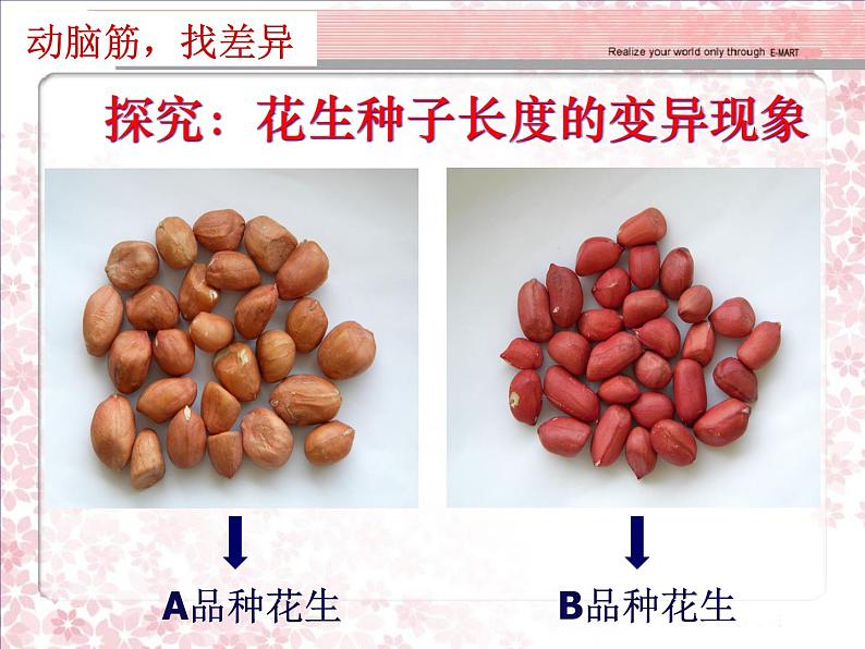 小学六年级下册科学-2.2生物的变异现象-苏教版(9张)ppt课件第3页