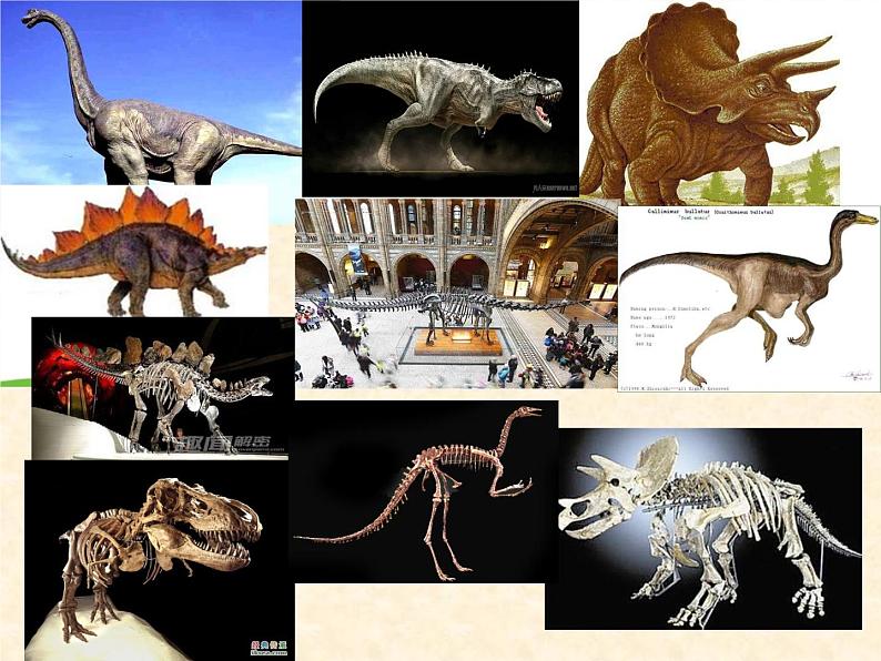 小学六年级下册科学1.消失了的恐龙苏教版(9张)ppt课件第6页